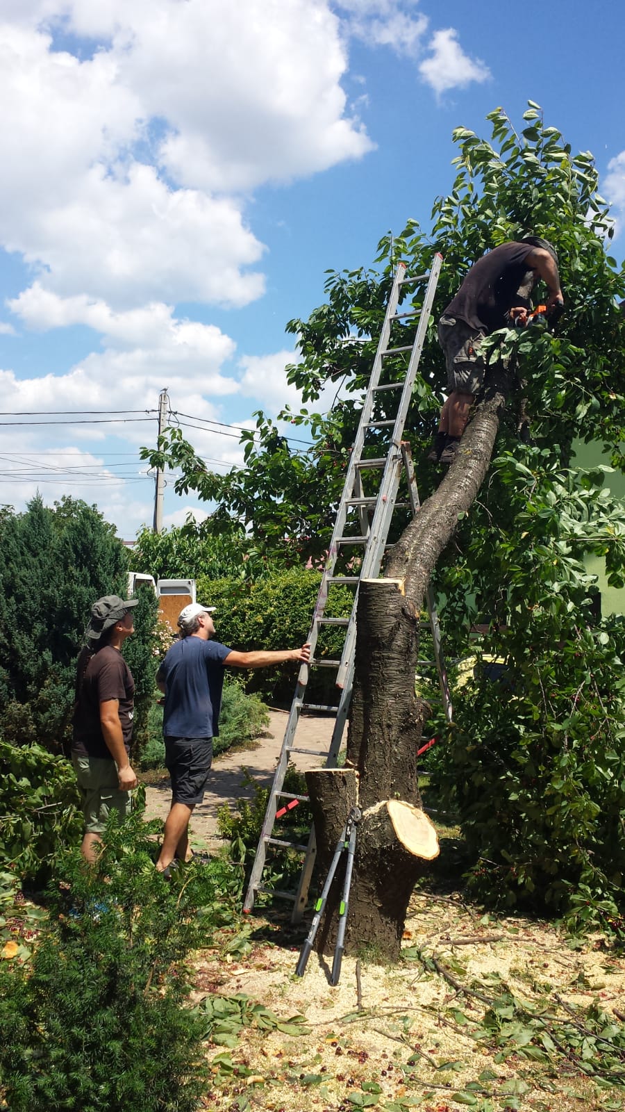 Design și Planificare Peisagistică Iași